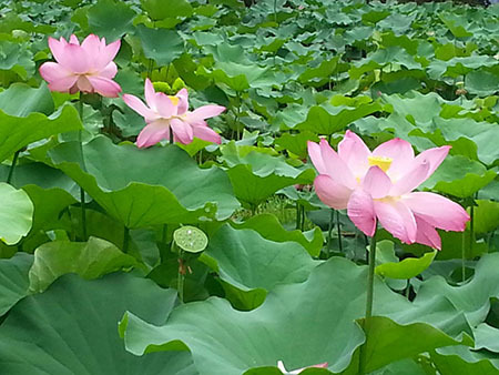 スタッフの休日の過ごし方　町田市の薬師池公園の蓮　柴垣歯科医院