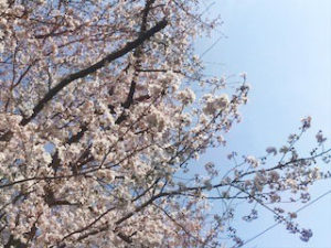 綾瀬市と海老名市の境に位置する柴垣歯科医院　医院の近くの桜並木
