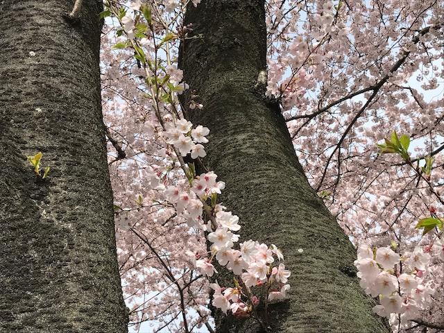 医院の前にある桜並木　柴垣歯科医院