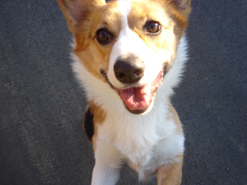 愛犬さっちゃん