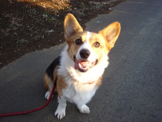 愛犬さっちゃん
