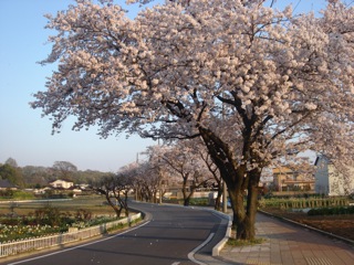 桜の花