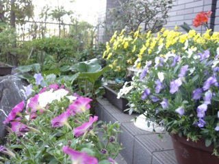 道端に咲く草花