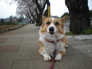 愛犬さっちゃん