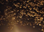 柴垣歯科医院周辺の桜並木