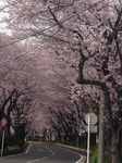 柴垣歯科医院周辺の桜並木