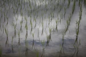 無農薬の米栽培