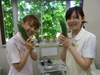 診療室で収穫したゴーヤ　綾瀬市と海老名市の境に位置する柴垣歯科医院