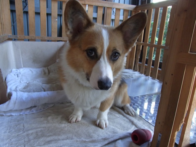 愛犬さっちゃん