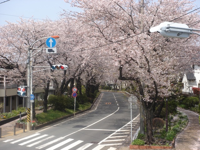 綾瀬市と海老名市の境に位置する柴垣歯科医院近くの桜