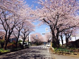 柴垣歯科医院周辺の桜並木
