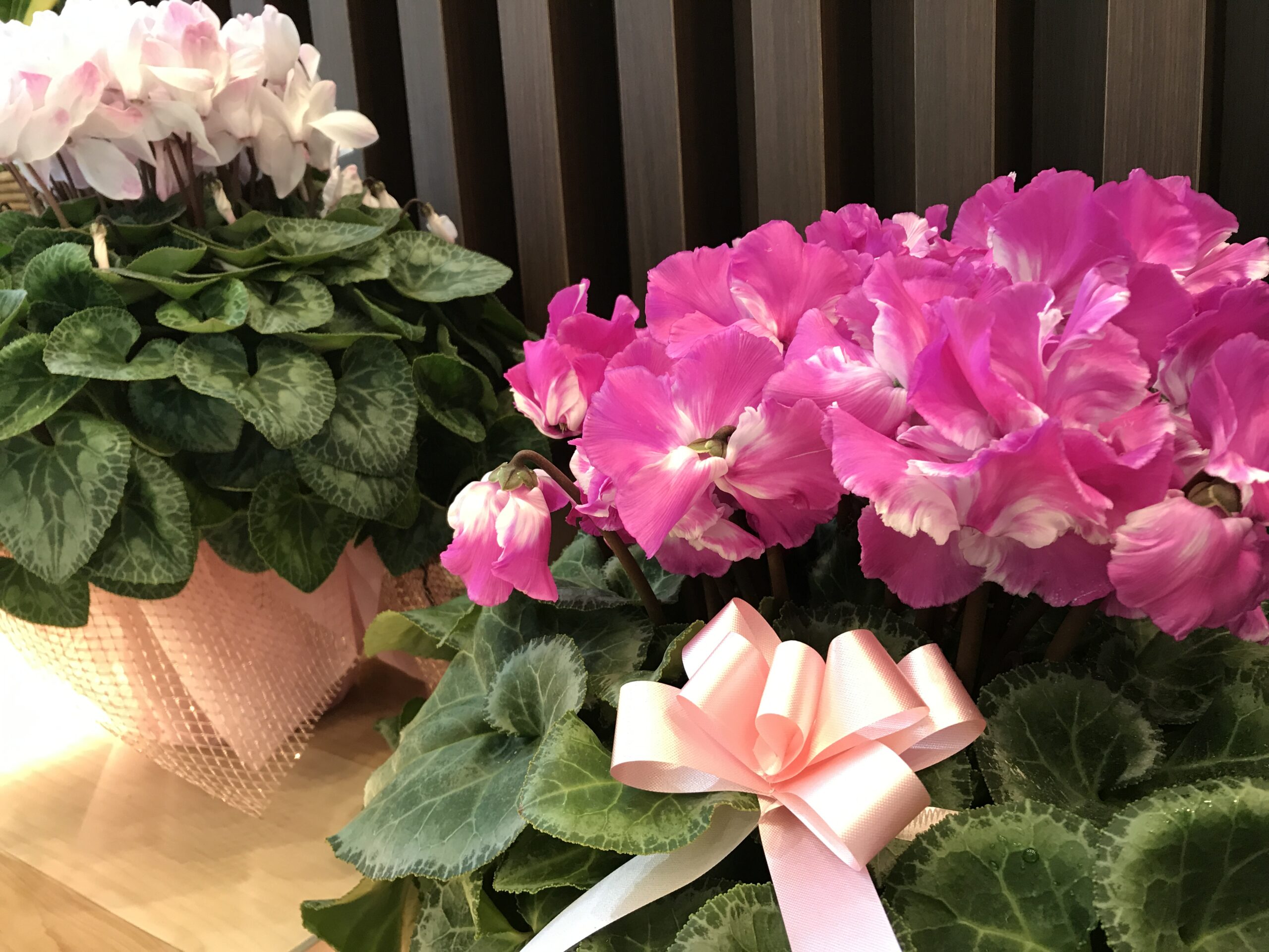 患者さんからいただいたお花　綾瀬市と海老名市の境に位置する柴垣歯科医院
