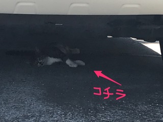 車の下で涼むねこ　柴垣歯科医院