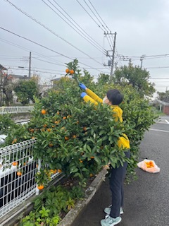 綾瀬市海老名市柴垣歯科医院　みかん狩り