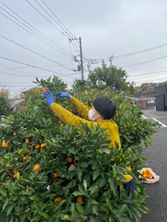 綾瀬市海老名市柴垣歯科医院　みかん狩り