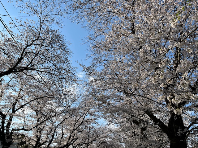 綾瀬市海老名市柴垣歯科医院　桜