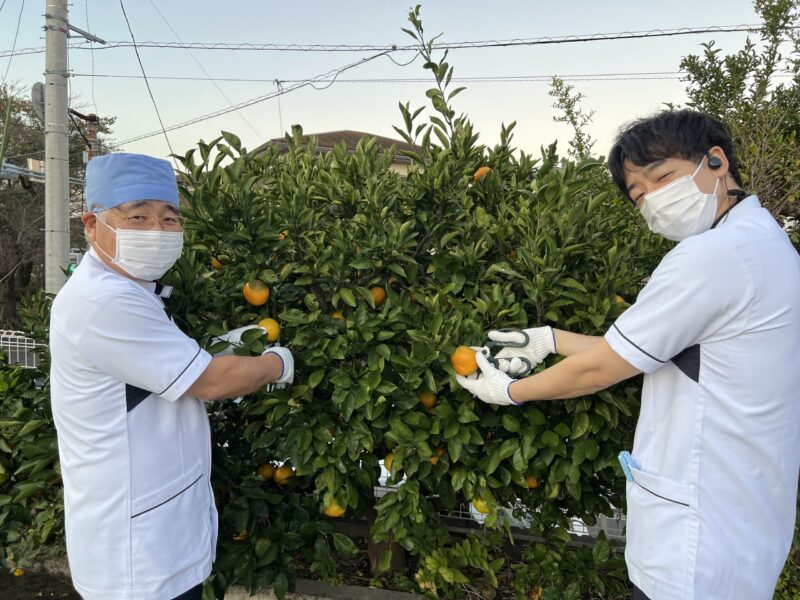 綾瀬市海老名柴垣歯科医院　みかん狩り