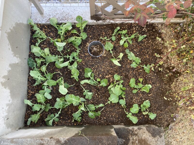 綾瀬市海老名市柴垣歯科医院　のらぼう菜