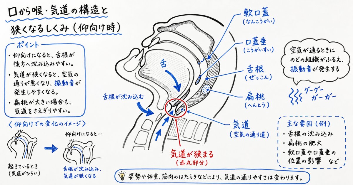 いびきが発生する仕組みと口周りの解剖学的構造