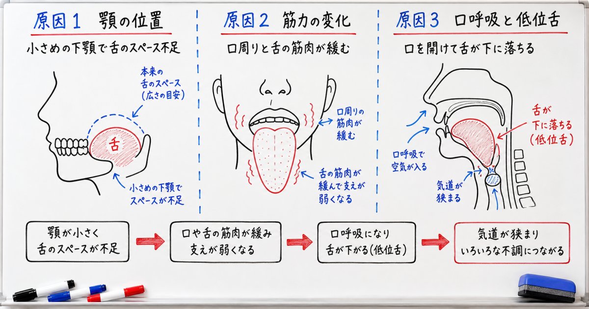 口周りの構造から見る気道が狭まる3つの主な原因